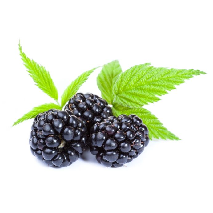 brombaer-blackberry