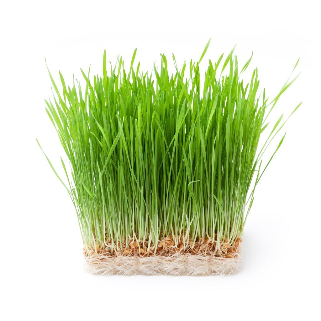 hvedegræs-wheat-grass-1024x1024